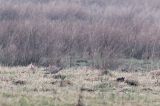 20140219_Kleine Trap_ Langelo
